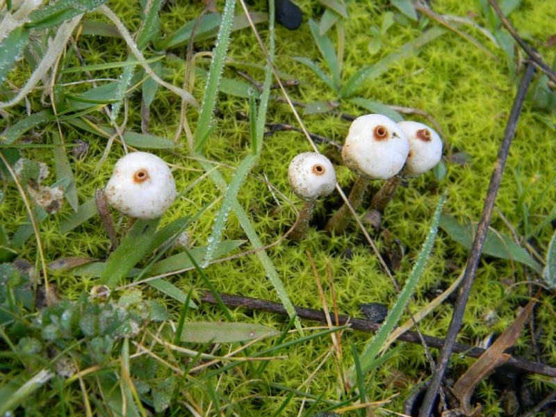 1901 Febbraio vecchio ritrovamento